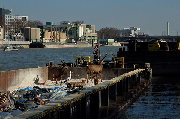 Several artificial animals posed for Ben Ferris' artwork.