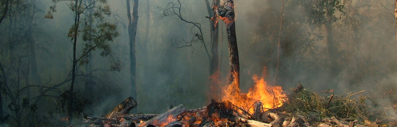 A photograph of a bushfire